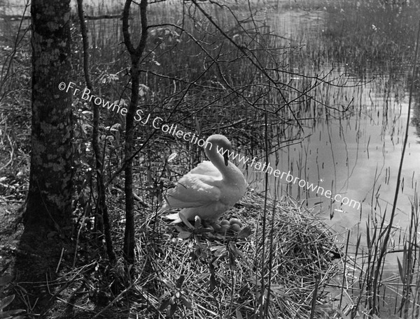 SWAN ON LAKE THROUGH REEDS